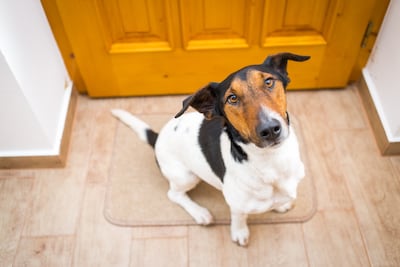 Perro en la puerta de casa.