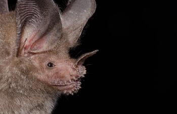 Murciélago de labios fringidos.