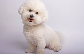 Perro Bichón Frisé.