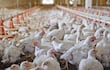 Pollos paraguayos despegan con inversión, expansión y nuevos mercados