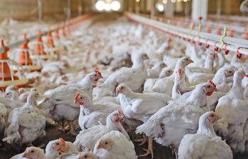 Pollos paraguayos despegan con inversión, expansión y nuevos mercados