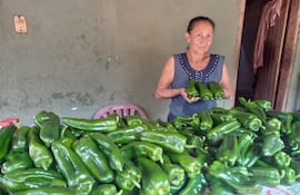 Doña Maria Vicenta Alonso, una de las productoras mostrando la muy buena cosecha de sus locotes y que se estará comercializando en el mercado sanjuanino.