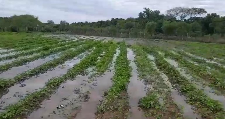 Las aguas del río Paraguay invadieron una plantación de papas en Humaitá.