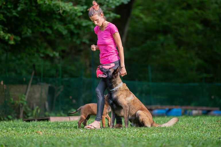 Adiestramiento canino.