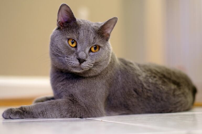 Gato Chartreux.