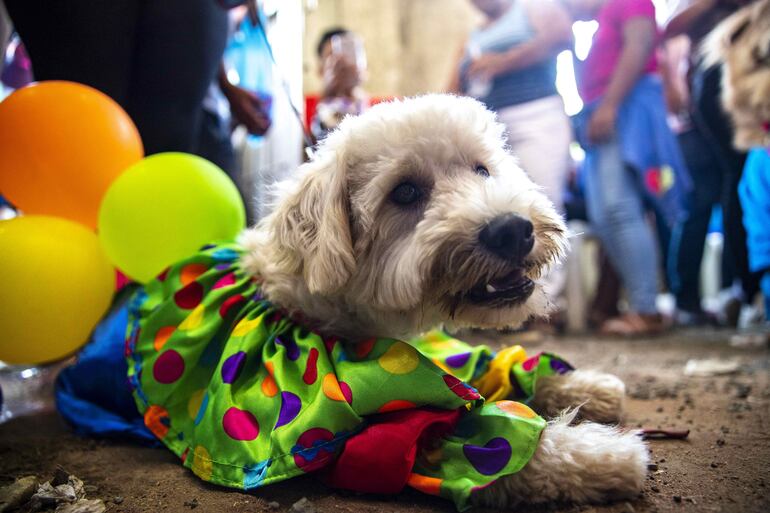 Un perro disfrazado durante una jornada en la que sus dueños los presentan ante San Lázaro para pedir por la salud y protección de sus mascotas, este domingo en la iglesia Santa María Magdalena, en Masaya (Nicaragua).