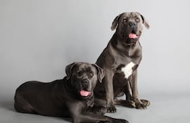Perro de raza Cane Corso.
