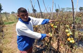 Productores registran pérdida de unas 500.000 plantas de tomate y otras 200.000 de locote.