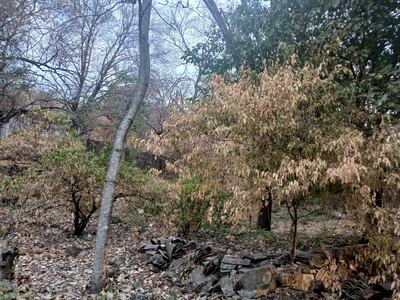 La falta de lluvias hace que la vegetación en el Alto Paraguay se encuentre totalmente seca.