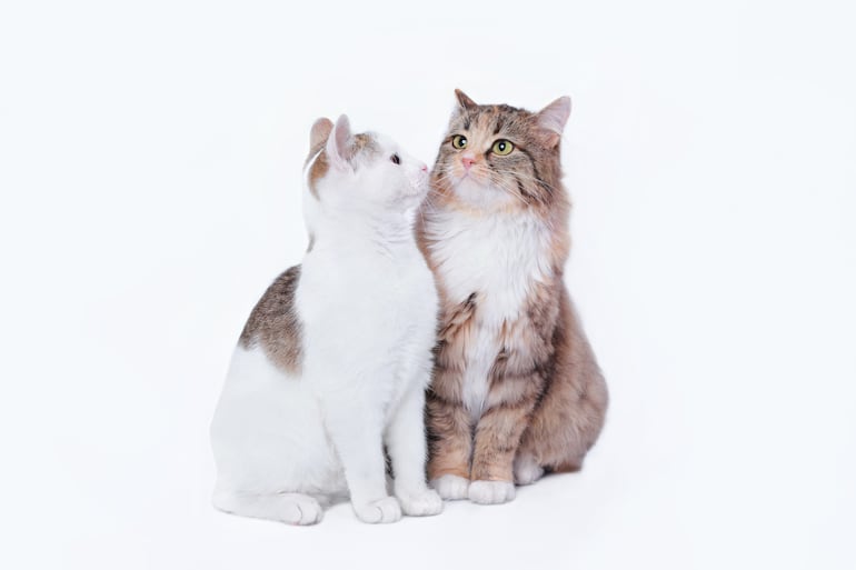 Gatos.