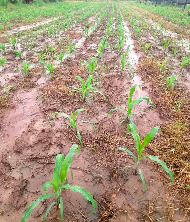 Continua y copiosa lluvia comienza a inundar los cultivos que están en proceso de crecimiento.