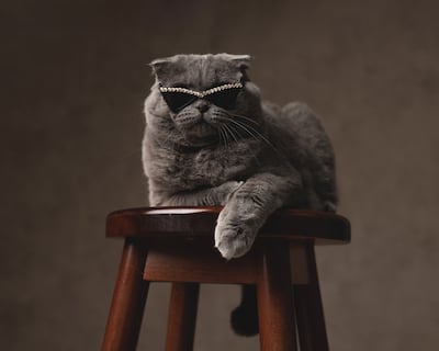 Gato elegante de la raza scottish fold luce anteojos negros.