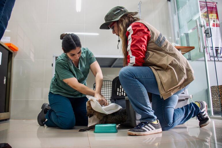 Rescatan a ejemplar de aguara´i en Itauguá