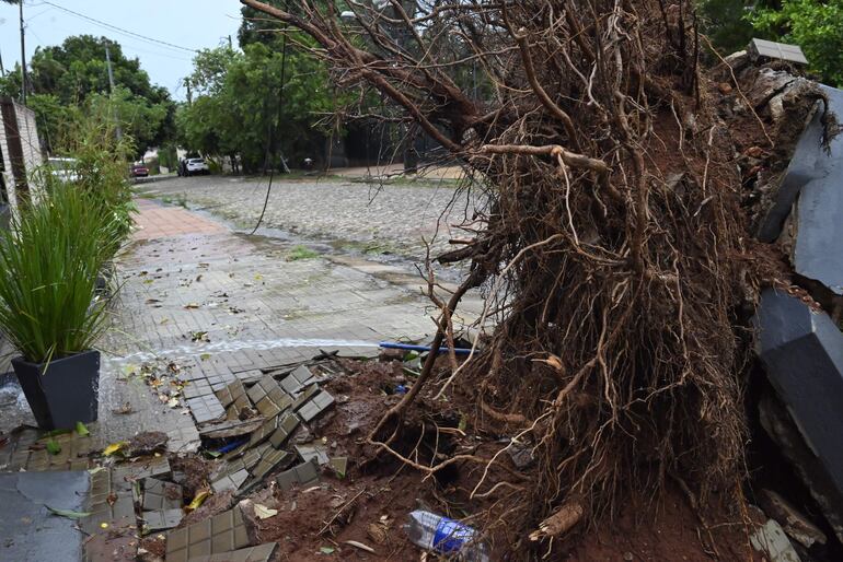 La protección de las raíces es esencial para que los árboles no se derrumben. 