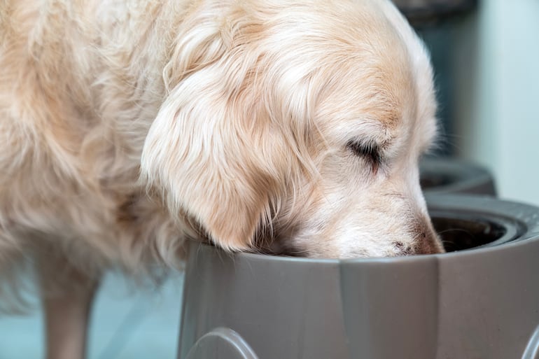 Golden retriever comiendo.