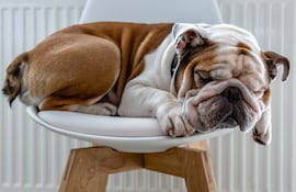 Bulldog inglés durmiendo.
