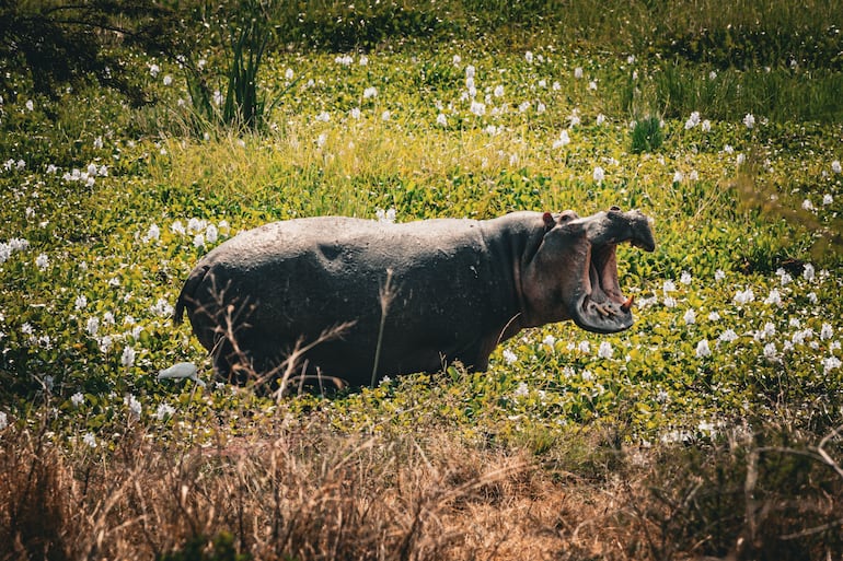 Hipopótamo en el Parque Nacional Akagera, Ruanda.