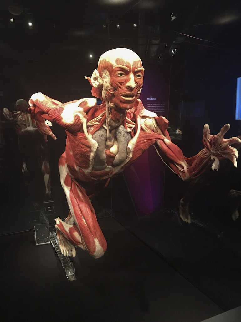Gunther von Hagens, el creador de los cadáveres humanos "plastinados" que han dado la vuelta al mundo en numerosas muestras, ha muerto el pasado 24 de julio a la edad de 81, según informó este lunes su Instituto para la Plastinación en un comunicado. 