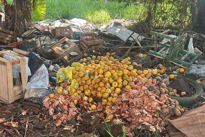 Las naranjas podridas fueron arrojadas en el patio de la institución.