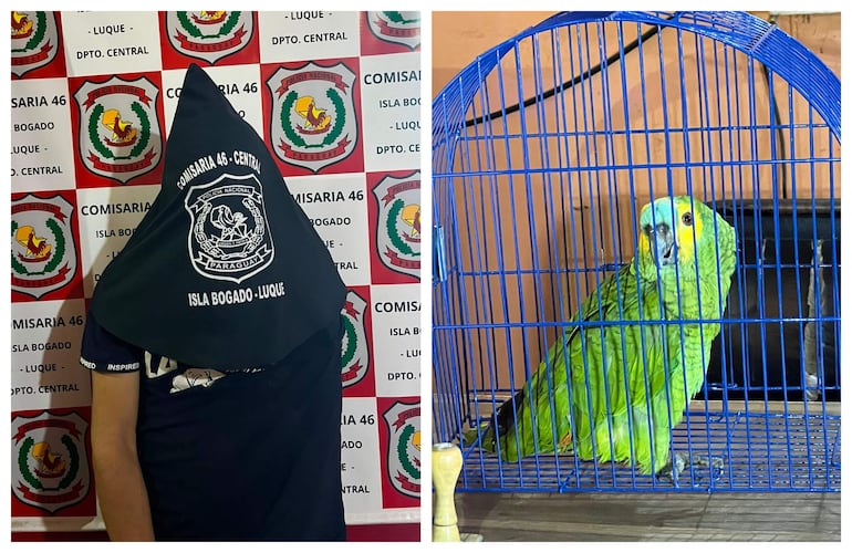 Aprehenden a un joven que comercializaba un loro hablador en plena vía pública - Policiales