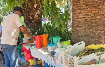 Ruta del Tereré: este sábado ofrecerán tereré gratis en Encarnación