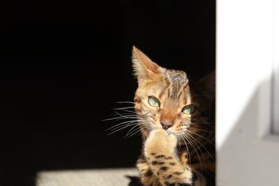 Un gato adulto y saludable puede manejar el tiempo a solas de manera más eficiente.