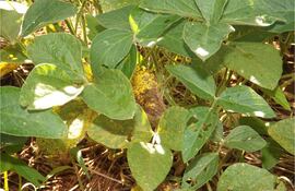 Hojas verdes de soja con marcas de desgaste y amarillamiento en un campo agrícola.