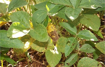 Hojas verdes de soja con marcas de desgaste y amarillamiento en un campo agrícola.