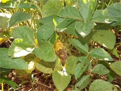 Hojas verdes de soja con marcas de desgaste y amarillamiento en un campo agrícola.
