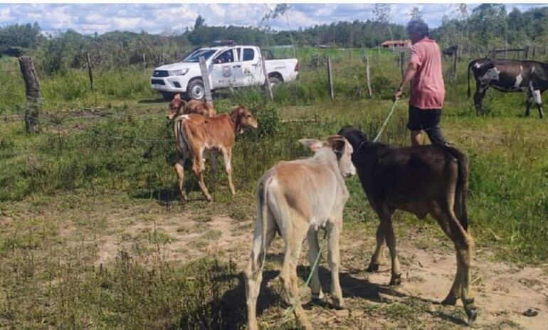 Los terneros fueron subidos a la patrullera.