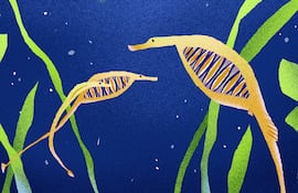 Pez pipa de vientre arcoíris, ilustración.