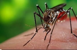 Imagen ilustrativa del mosquito.