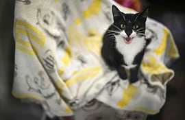 Gato en el refugio Mayhew , Londres.