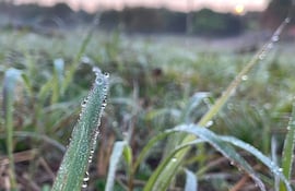 Hierba verde cubierta de rocío en un campo de Itapúa bajo una suave luz matutina.
