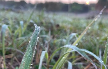 Hierba verde cubierta de rocío en un campo de Itapúa bajo una suave luz matutina.