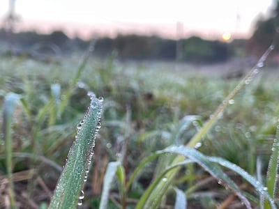 Hierba verde cubierta de rocío en un campo de Itapúa bajo una suave luz matutina.
