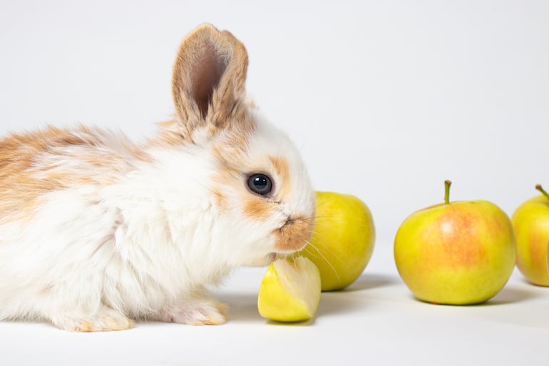 Conejo comiendo manzana.