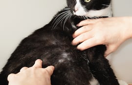 Concepto de alopecia en gatos.