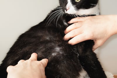 Concepto de alopecia en gatos.
