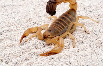 Un alacrán sobre la arena, con la cola levantada y dos grandes pinzas delanteras.