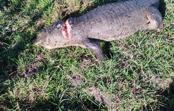 Denuncian caza indiscriminada de yacarés y carpinchos en Isla Ro´y, distrito de Villalbín.