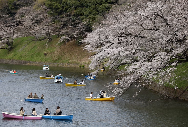 Personas reman en botes mientras disfrutan de la vista de los cerezos en plena floración en el foso Chidorigafuchi, en Tokio, Japón, el 30 de marzo de 2026.