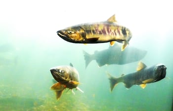 Salmones, imagen ilustrativa.