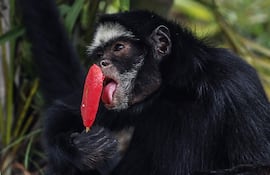 Animales en el BioParque de Río reciben helados por altas temperaturas