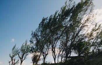 Árboles afectados por ráfagas de viento.
