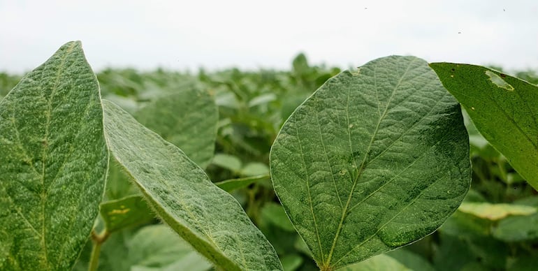 Primer plano de hojas de soja verdes y brillantes en un campo nublado.