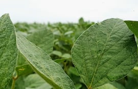 Primer plano de hojas de soja verdes y brillantes en un campo nublado.