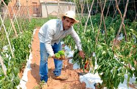 El productor de locote, Gustavo Benítez, muestra la producción de primera calidad que están a punto de perderse en su finca.