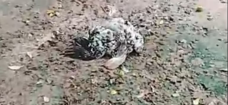 Se desconoce la causa de muerte de las gallinas.