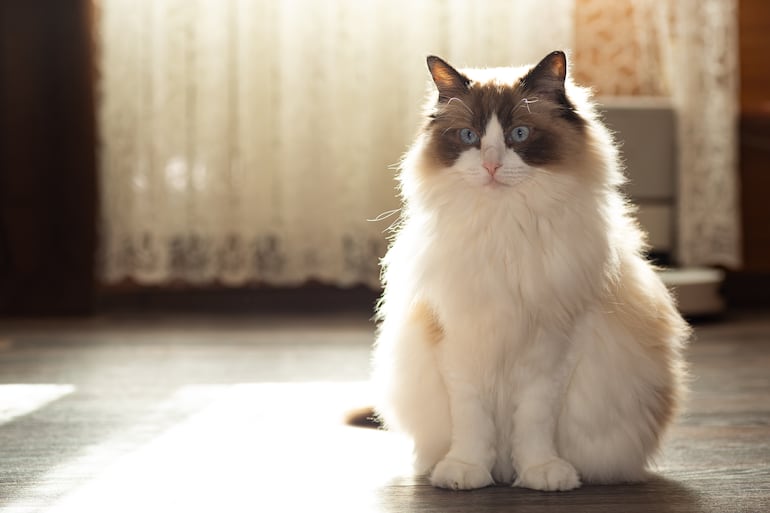 Gato Ragdoll.
